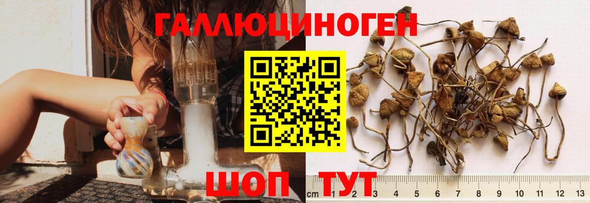 Псилоцибиновые грибы Psilocybine cubensis  Вход с VPN  Курганинск 